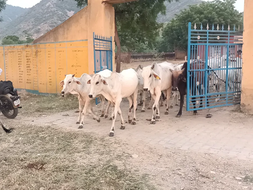 अब गायों की नस्ल सुधारेगी सरकार, हर जिले में एक गौशाला को लेगी गोद