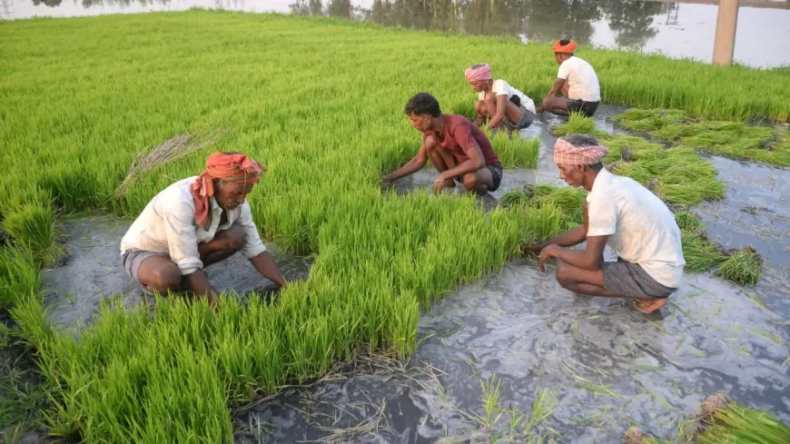 पंजाब सरकार का बड़ा फैसला, धान छोड़कर लगाई वैकल्पिक फसल तो मिलेंगे प्रति हेक्टेयर साढ़े 17 हजार रुपये