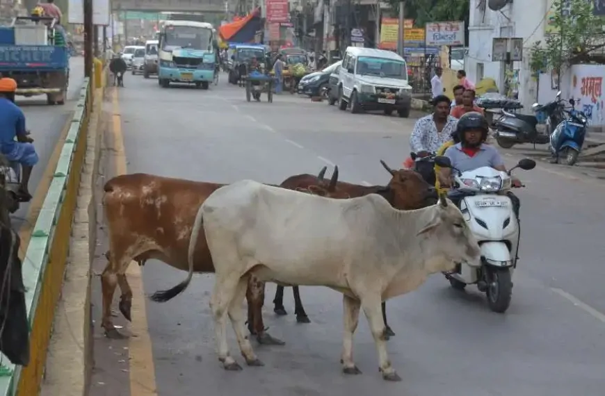 गौशालाओं में भेजा जाएगा सड़कों पर घूम रहे बेसहारा गौवंश, सरकार ने 70 करोड़ का बजट किया जारी