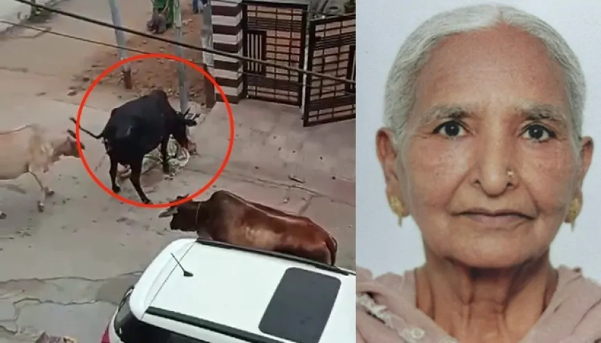 कुरूक्षेत्र में यमराज बनकर आई गाय, वृद्धा को पटक-पटककर मौत के घाट उतारा