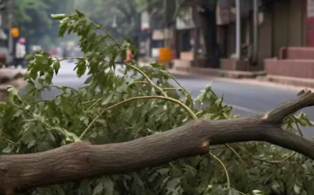 उत्तरी दिल्ली में पेड़ की टहनी गिरने से एक व्यक्ति की मौत