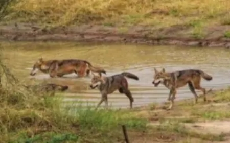 नहीं थम रहा है आदमखोर भेड़ियों का आतंक, हमले में ढाई साल की बच्ची की मौत
