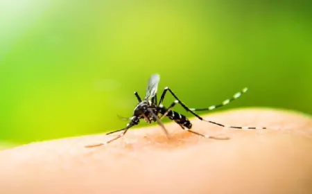 पंजाब में डेंगू का खौफ, इतने मरीज सामने आने से विभाग में मचा हड़कंप