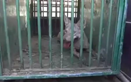 बहराइच: अब तक पांच भेड़िए आए गिरफ्त में, एक की तलाश अभी भी जारी 