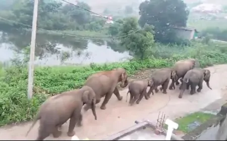 रिहायशी क्षेत्रों में घुसे जंगली हाथी, लोगों में फैली दहशत 