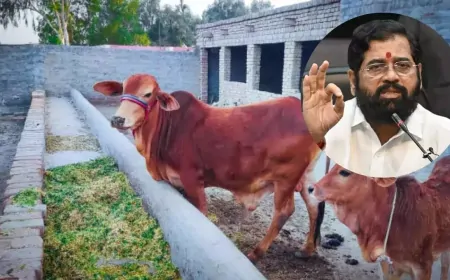 महाराष्ट्र में शिंदे सरकार का बड़ा फैसला, स्वदेशी गाय को दिया राजमाता-गौमाता का दर्जा