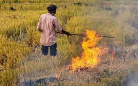 प्रतिदिन 720 टन C.B.G उत्पादन की कुल क्षमता वाले 58 प्रोजेक्ट अलॉट, सालाना 25 लाख टन पराली की करेंगे खपत