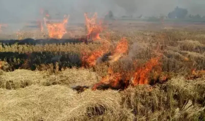 पंजाब सरकार द्वारा पराली जलाने की घटनाओं पर नजर रखने के लिए 8,000 से अधिक नोडल अधिकारी तैनात