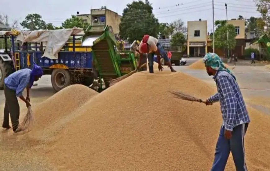 हरियाणा में धान  की खरीद सुचारू रूप से जारी, जानिए कब तक जारी रहेगी खरीद ?