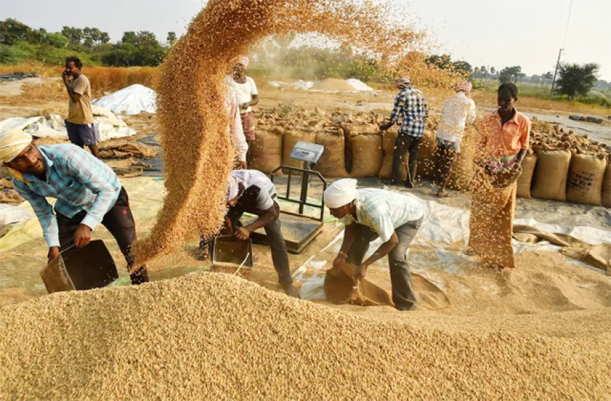 पंजाब में की मंडियों में बढ़ी धान की आवक, सुचारू रुप से हो रही खरीद