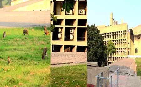 विधानसभा परिसर पर  वानर सेना का कब्जा, रास्तों पर भी जमी सेना !