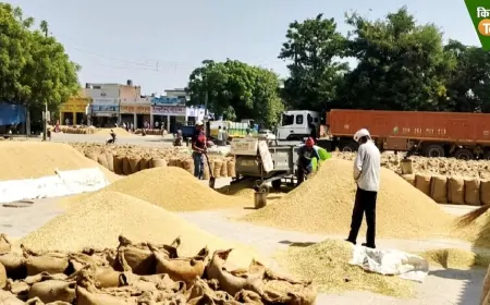 किसानों को धान और बाजरे की खरीद के लिए 11522 करोड़ रुपए से अधिक किया गया भुगतान
