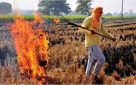 पराली जलाने पर अब लगेगा दोगुना जुर्माना, केंद्र सरकार का सख्त कदम