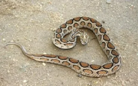 हरियाणा विधानसभा में निकला खतरनाक प्रजाति का रसेल वाइपर सांप, मच गया हड़कंप 