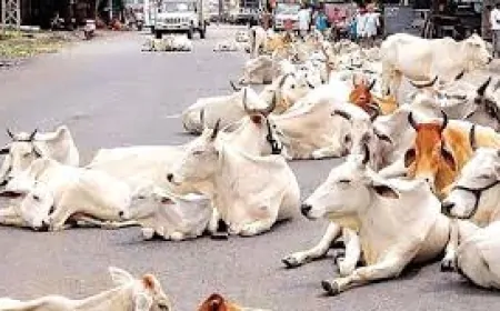 लावारिस पशुओं की समस्या होगी खत्म, गौशाला का होगा विस्तार