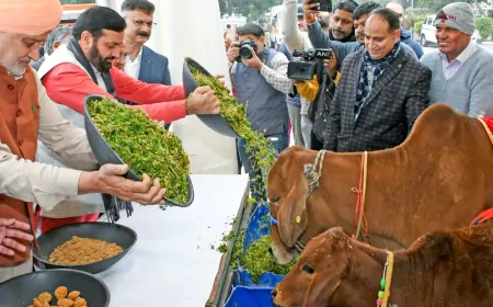 CM सैनी ने गौशालाओं के लिए 216 करोड़ और चारे के लिए दी 270 करोड़ मंजूर