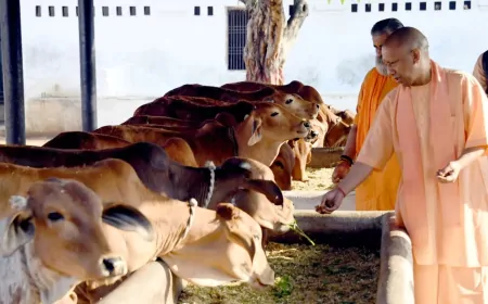 गोवंश संरक्षण की आड़ में क्या है योगी सरकार का असली एजेंडा ?