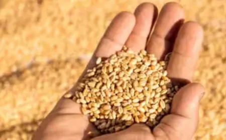 रबी सीजन में बढ़े हुए MSP पर की जाएगी गेहूं की खरीद