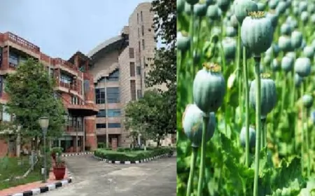 हरियाणा की इस यूनिवर्सिटी में उगाई गई प्रतिबंधित अफीम