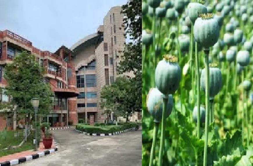 हरियाणा की इस यूनिवर्सिटी में उगाई गई प्रतिबंधित अफीम