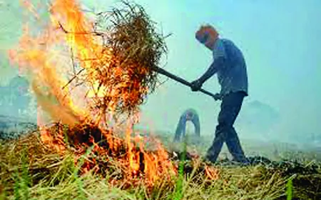 पराली जलाने की समस्या पर लगेगी रोक, कृषि उपकरणों पर सब्सिडी देगी पंजाब सरकार