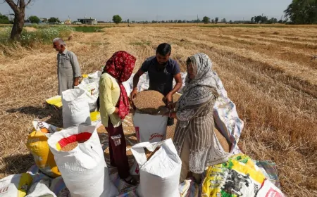 पुंछ में किसानों ने फसल कटाई का काम किया शुरू, BSF ने जल्द से जल्द फसल काटने के दिए थे निर्देश