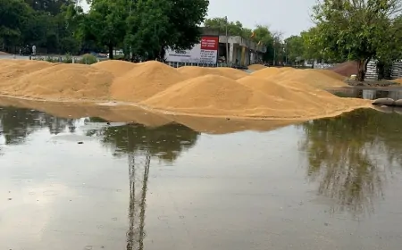 बारिश के चलते किसानों को हुआ नुकसान, अनाज मंडी में पानी भरने से भीगा कई क्विंटल गेहूं