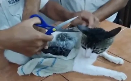 बिल्ली कर रही थी जेल में ड्रग की तस्करी, लोगों ने बिल्ली का नाम रखा 'नारकोमिची' 