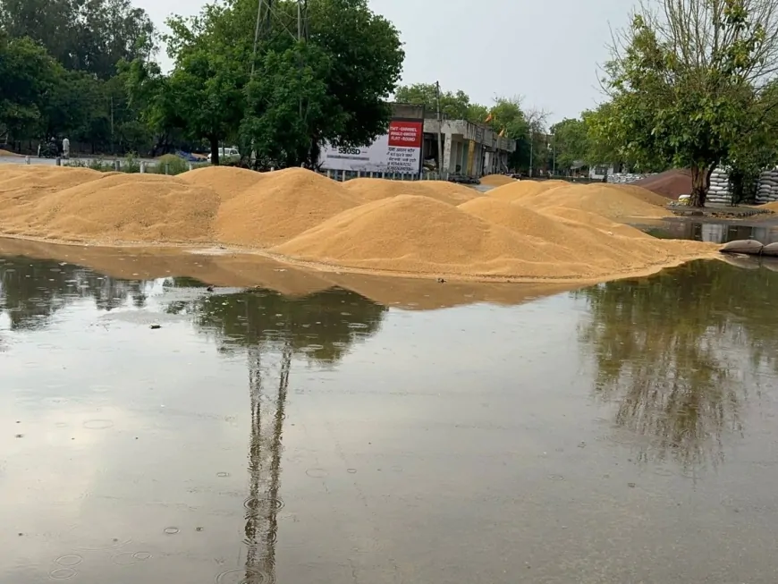 बारिश के चलते किसानों को हुआ नुकसान, अनाज मंडी में पानी भरने से भीगा कई क्विंटल गेहूं