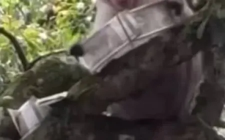 बंदर ने पर्यटक से छीनी 500 रुपये के नोटों की गड्डी, पेड़ पर चढ़कर लुटा दिए सारे नोट