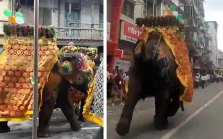 अहमदाबाद में जगन्नाथ यात्रा के दौरान DJ की आवाज से बेकाबू हुए 3 हाथी, 4 लोग घायल