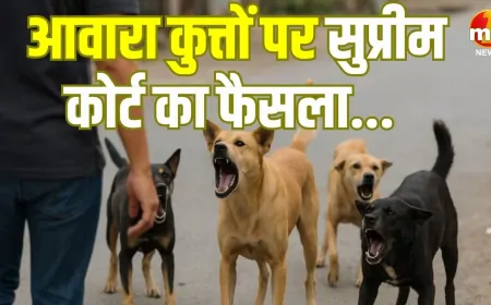 आवारा कुत्तों को पकड़ने के मामले में SC ने फैसला रखा सुरक्षित