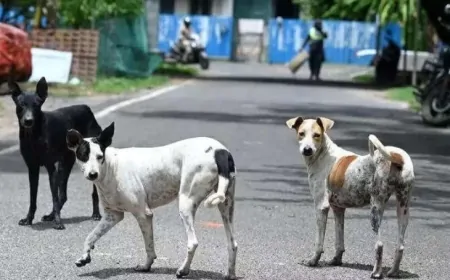 स्ट्रीट डॉग के मामले में आज आ सकता है SC का फैसला!