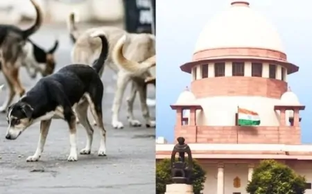 सुप्रीम कोर्ट ने कुत्तों को वापस छोड़ने पर लगी रोक हटाई, पर जान लें ये नियम