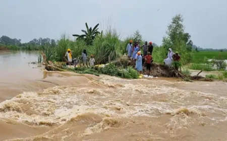 लुधियाना : लगातार बारिश के कारण बढ़ा सतलुज नदी का जलस्तर, खेत हुए जलमग्न 