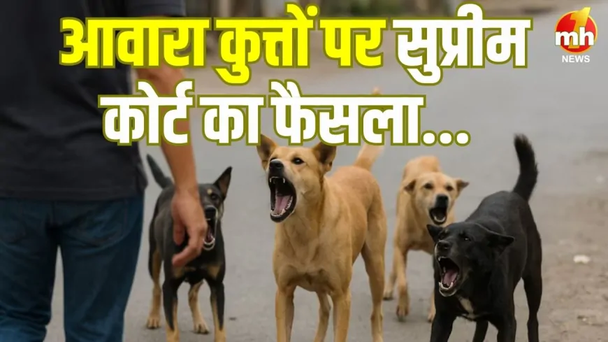 आवारा कुत्तों को पकड़ने के मामले में SC ने फैसला रखा सुरक्षित