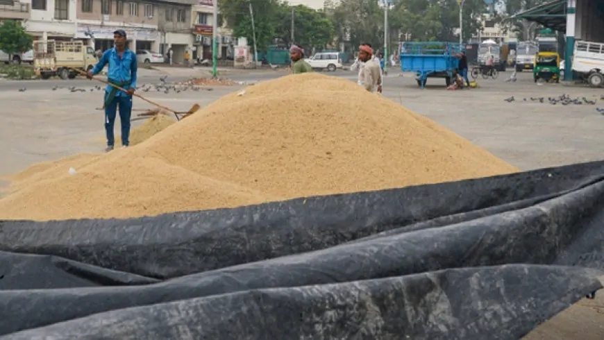 पंजाब सरकार ने खरीफ सीजन की धान खरीद को लेकर किए पुख़्ता इंतज़ाम