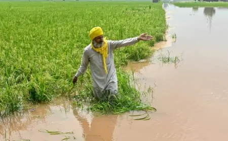 श्री मुक्तसर साहिब : भारी बारिश से अटारी गांव में बाढ़, कई एकड़ धान की फसलें हुई बर्बाद 