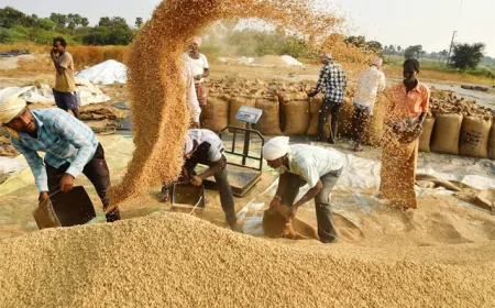 हरियाणा में कल से शुरु होगी धान की खरीद, 1 अक्टूबर से होनी थी शुरुआत 