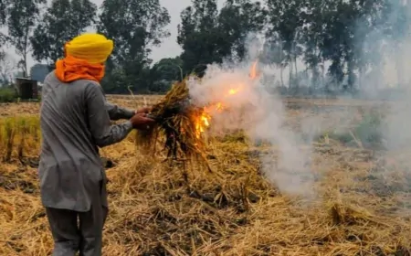 पंजाब में पराली जलाने पर सख्त कार्रवाई, जालंधर में एक किसान के खिलाफ केस दर्ज