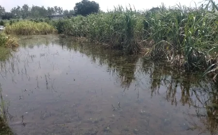 सतलुज नदी के पानी से किसानों को हो रही परेशानी, किसानों ने लगाई सरकार से मदद की गुहार