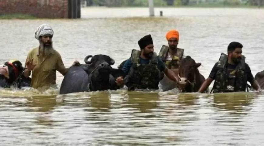 पंजाब में बाढ़ से हाहाकार, अब तक 30 लोगों की मौत, कई लापता