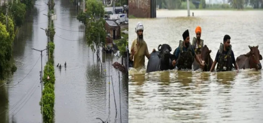 फाजिल्का में भारी बारिश के बाद बाढ़, DC ने बाढ़ग्रस्त क्षेत्रों का लिया जायजा