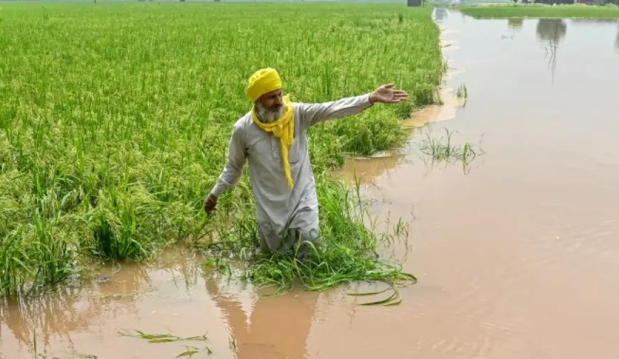 श्री मुक्तसर साहिब : भारी बारिश से अटारी गांव में बाढ़, कई एकड़ धान की फसलें हुई बर्बाद 
