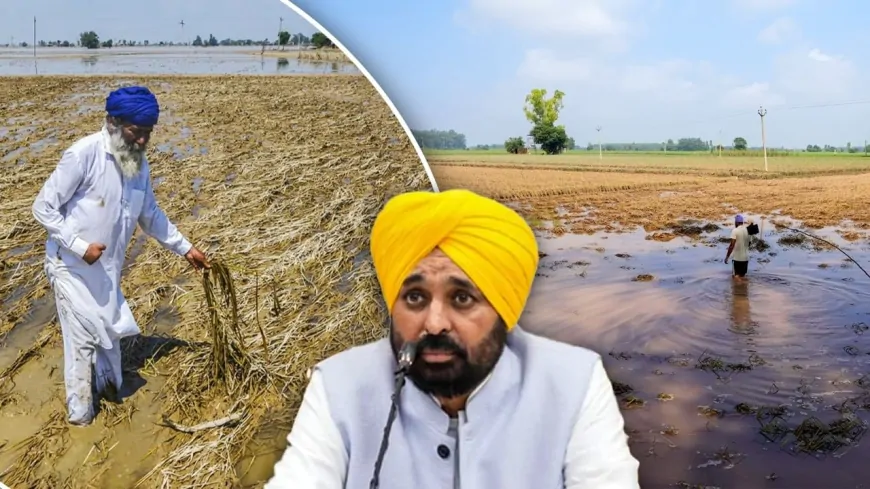 पंजाब में धीरे-धीरे सामान्य हो रहे हालात, CM मान ने राहत कार्यों में तेजी लाने के लिए दिए निर्देश