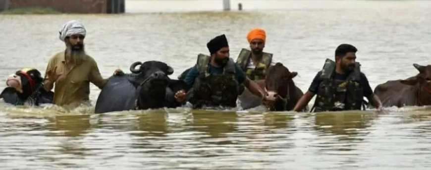 पंजाब सरकार बनी पशुओं की रखवाली की मिसाल, एक हफ्ते में 1.75 लाख से ज़्यादा मवेशियों को ‘गल-घोटू’ बीमारी से बचाया