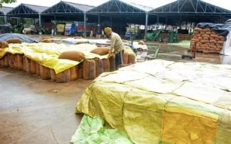 पंजाब में बारिश से किसानों को नुकसान, प्रदेश के 12 जिलों में आज भी बारिश का येलो अलर्ट