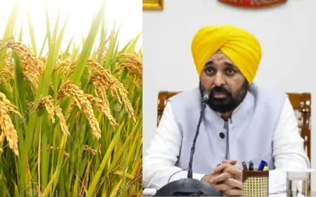 मान सरकार है किसानों के साथ: धान की एक-एक बोरी खरीदने का वादा, किसानों को मिल रही पूरी कीमत
