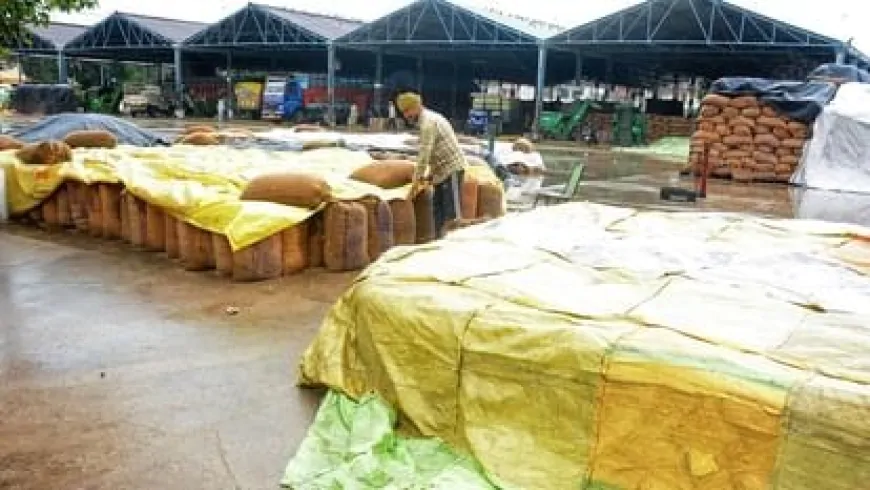 पंजाब में बारिश से किसानों को नुकसान, प्रदेश के 12 जिलों में आज भी बारिश का येलो अलर्ट