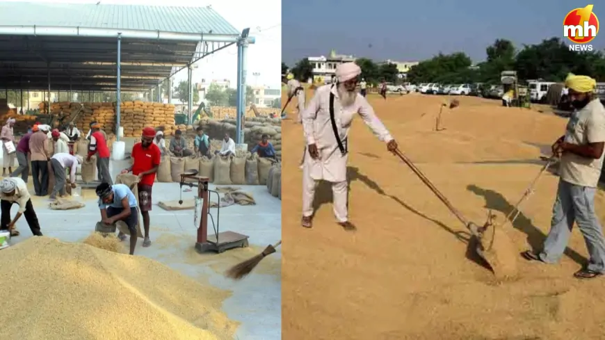 पंजाब के किसानों को धान खरीद में मिल सकती है राहत, केंद्र की टीम ने बाढ़ प्रभावित क्षेत्रों से लिए नमूने